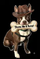 Dog
          With Bone